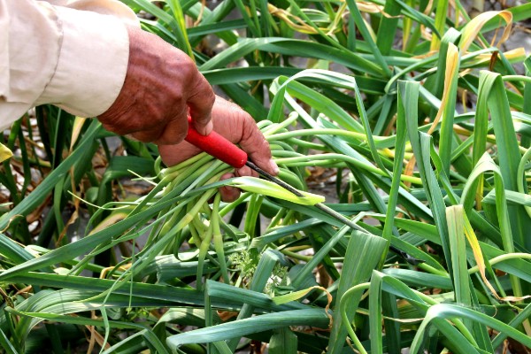蒜苗为什么黄叶干尖,可能是重茬栽种的缘故