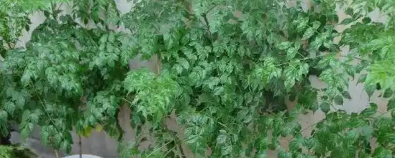 幸福树叶子干枯如何解决，要将枯掉的残枝败叶剪去