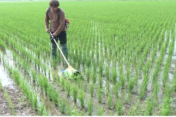 水稻泥包虫怎么防治,可喷施晶体敌百虫等药物