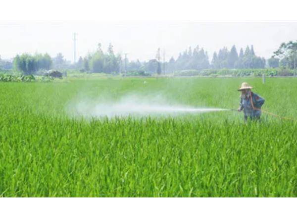 水稻泥包虫怎么防治,可喷施晶体敌百虫等药物