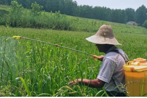 水稻泥包虫怎么防治,可喷施晶体敌百虫等药物