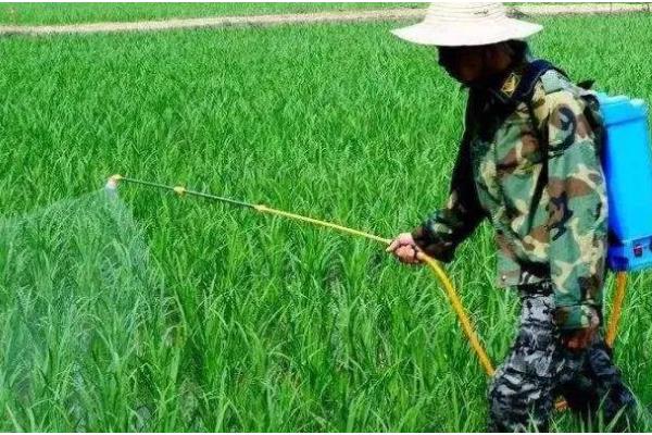 水稻泥包虫怎么防治,可喷施晶体敌百虫等药物