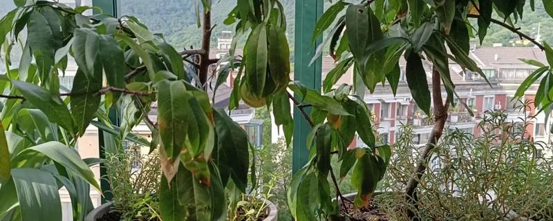 水蜜桃盆栽能不能结果，可以结出果实但几率较低