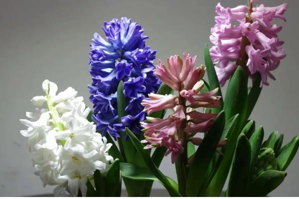 风信子有没有毒，其球茎有剧毒