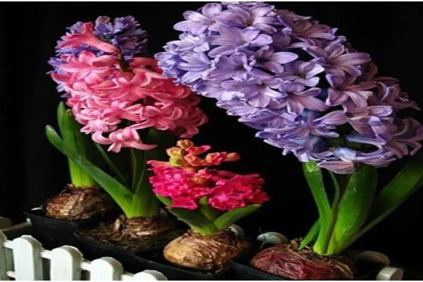 风信子有没有毒，其球茎有剧毒