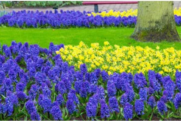 风信子有没有毒，其球茎有剧毒