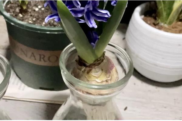 风信子有没有毒，其球茎有剧毒