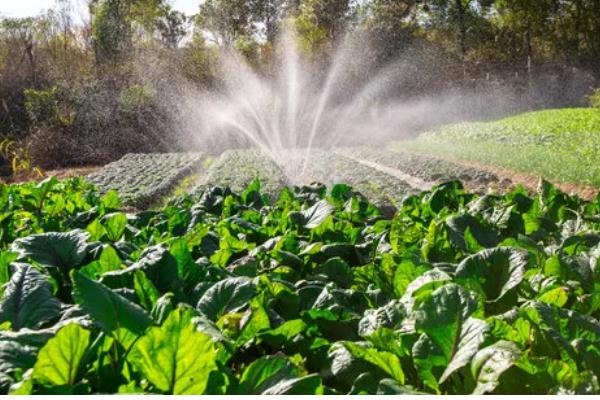 蔬菜夏季育苗要点,温度过高时要喷水降温