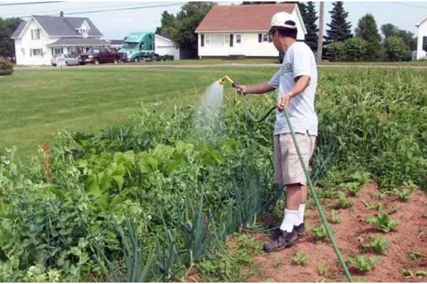 蔬菜夏季育苗要点,温度过高时要喷水降温