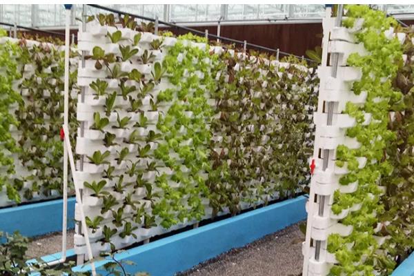 蔬菜夏季育苗要点,温度过高时要喷水降温