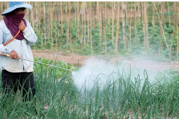 蔬菜夏季育苗要点,温度过高时要喷水降温