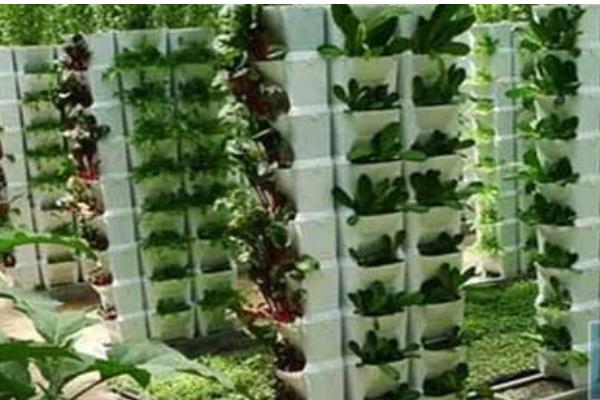 蔬菜夏季育苗要点,温度过高时要喷水降温