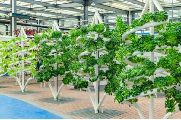 蔬菜夏季育苗要点,温度过高时要喷水降温