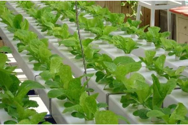 蔬菜夏季育苗要点,温度过高时要喷水降温