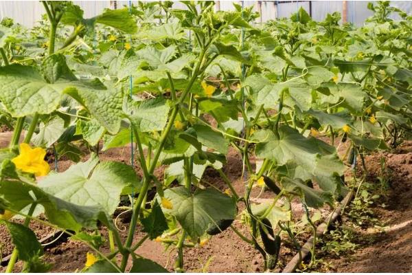 蔬菜夏季育苗要点,温度过高时要喷水降温