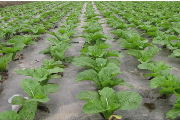 蔬菜夏季育苗要点,温度过高时要喷水降温