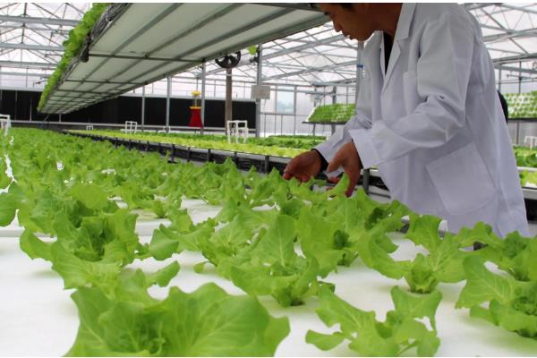 蔬菜夏季育苗要点,温度过高时要喷水降温