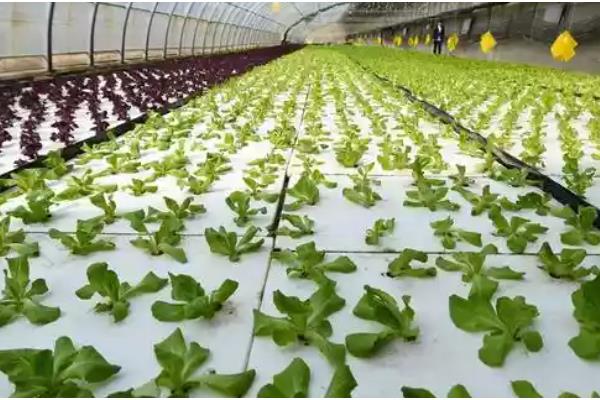 蔬菜夏季育苗要点,温度过高时要喷水降温