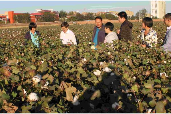 我国棉花育种有多少个阶段，徐州农业科学研究所大概经历了4个阶段