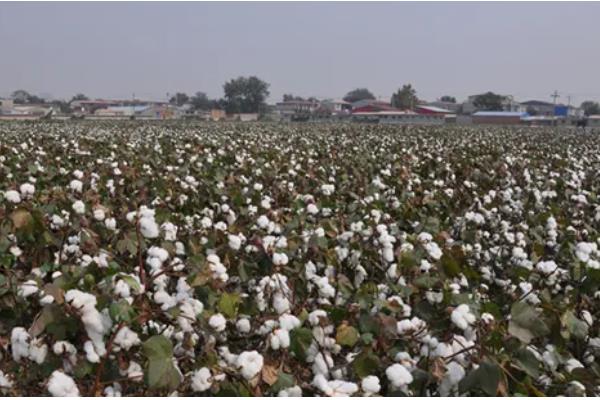 我国棉花育种有多少个阶段，徐州农业科学研究所大概经历了4个阶段