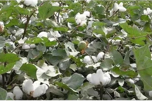 我国棉花育种有多少个阶段，徐州农业科学研究所大概经历了4个阶段