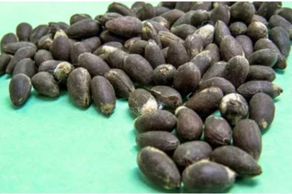 我国棉花育种有多少个阶段，徐州农业科学研究所大概经历了4个阶段