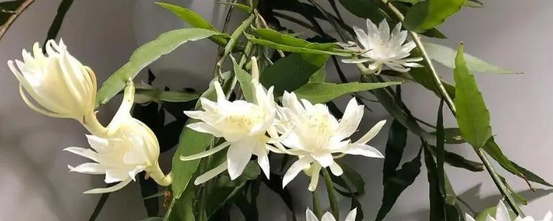 昙花有没有香味，香味浓郁可吸引昆虫授粉