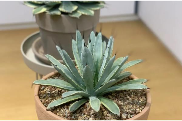 龙舌兰盆栽的养护方法，不需要经常换盆