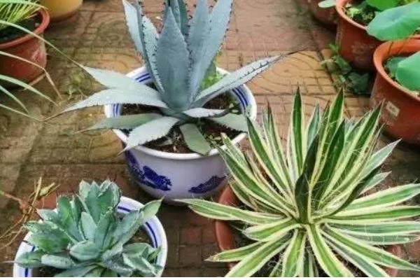 龙舌兰盆栽的养护方法，不需要经常换盆