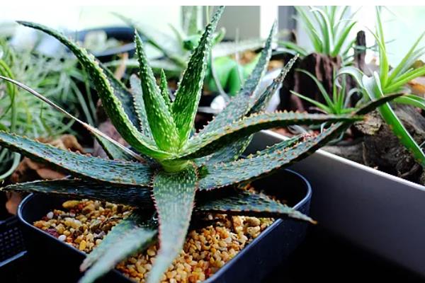 龙舌兰盆栽的养护方法，不需要经常换盆
