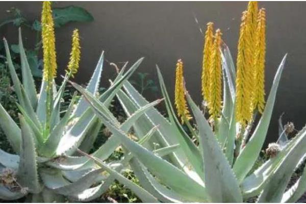 龙舌兰盆栽的养护方法，不需要经常换盆