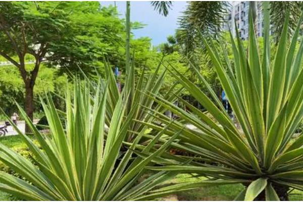 龙舌兰盆栽的养护方法，不需要经常换盆