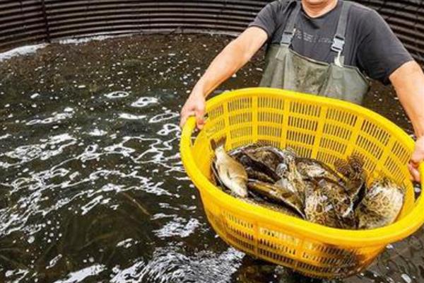 桂鱼的养殖技术，每日需投入足量的饵料鱼