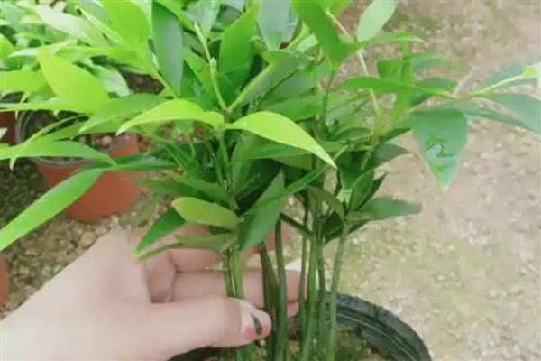 竹柏怎么养殖，生长期间每天浇一次水