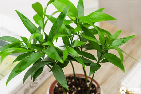 竹柏怎么养殖，生长期间每天浇一次水