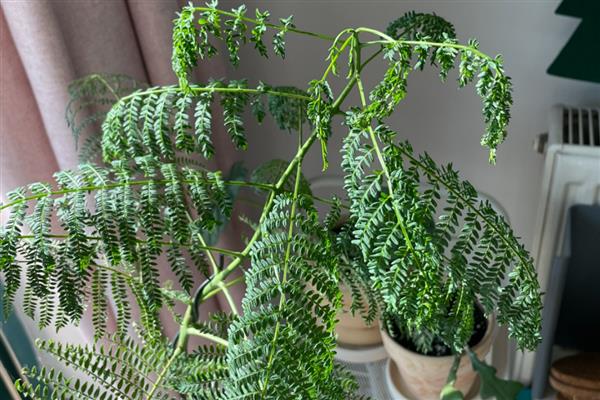 蓝花楹什么时候掉叶，每年秋末叶片便会逐渐干枯凋落