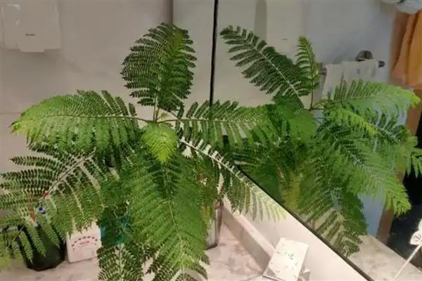 蓝花楹什么时候掉叶，每年秋末叶片便会逐渐干枯凋落