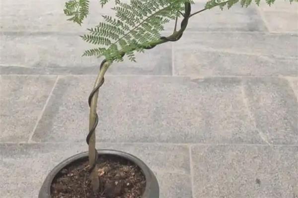 蓝花楹什么时候掉叶，每年秋末叶片便会逐渐干枯凋落