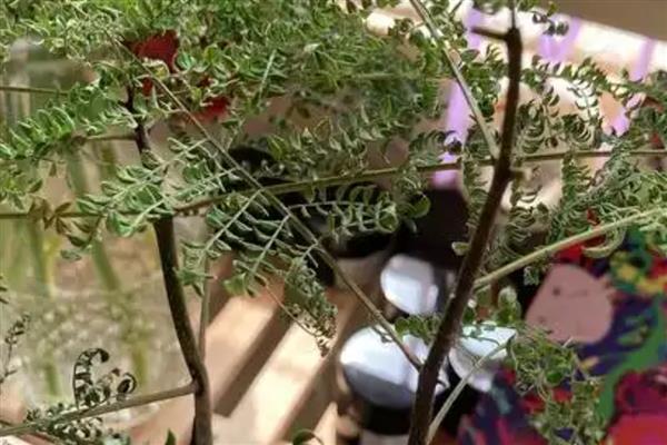 蓝花楹什么时候掉叶，每年秋末叶片便会逐渐干枯凋落