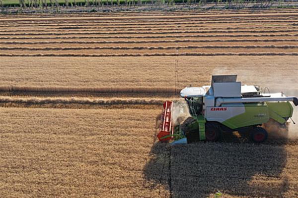 冬小麦怎么种植，返青期要追施复合肥