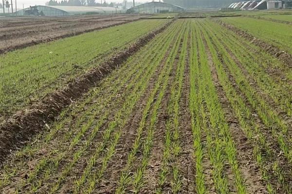 冬小麦怎么种植，返青期要追施复合肥