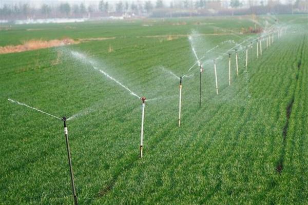 冬小麦怎么种植，返青期要追施复合肥