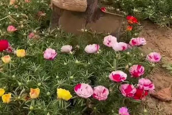 重瓣太阳花的种植方法，第一次浇水要浇足
