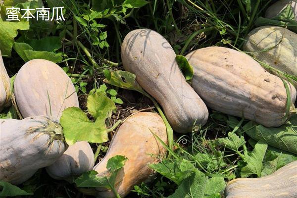 南瓜有什么品种，蜜本南瓜、黄狼南瓜等品种较常见
