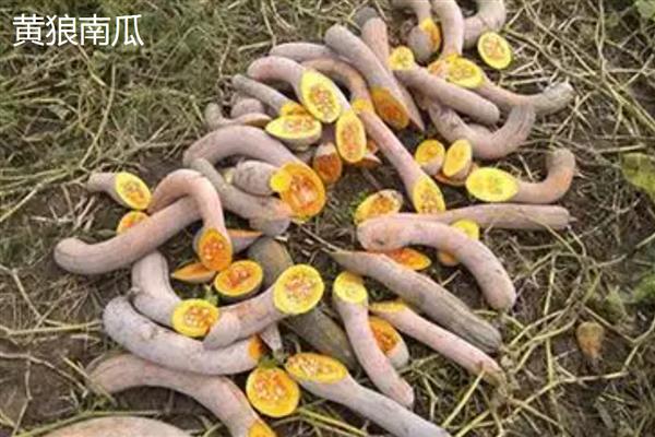 南瓜有什么品种，蜜本南瓜、黄狼南瓜等品种较常见