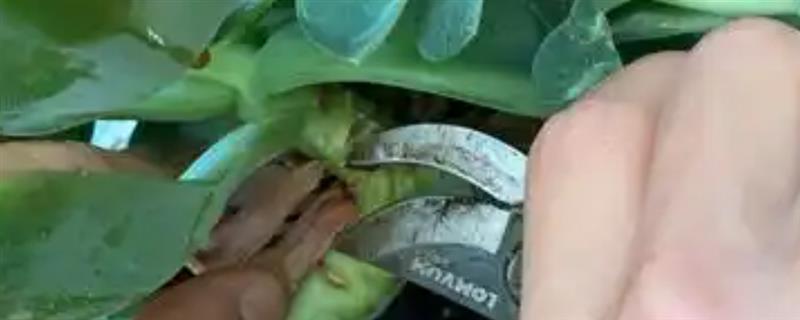 露底花卉怎么整形，通常摘心1至3次