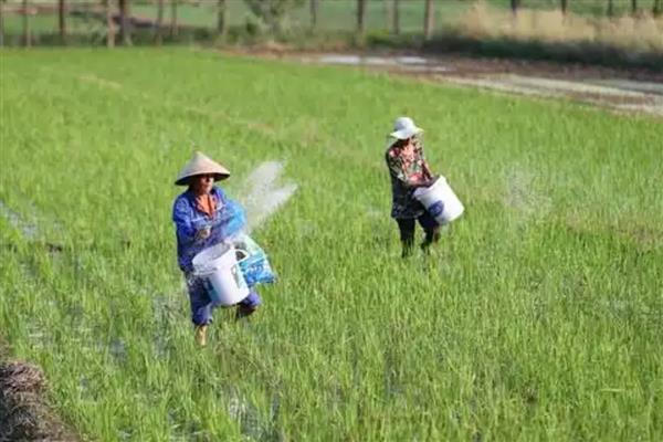 水稻僵苗怎么办，缺锌时可撒施或喷施硫酸锌