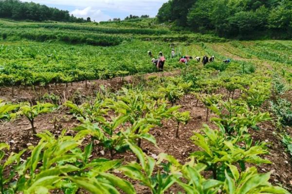 农村种哪些果树可以挣钱，乌桃、西梅、灯笼果等品种值得考虑