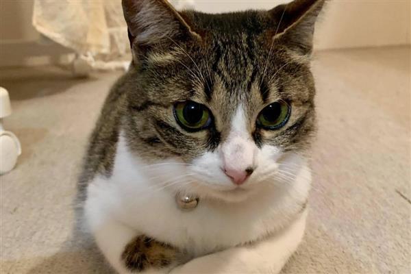 春天猫咪食欲下降如何处理，可以尝试调整饮食结构