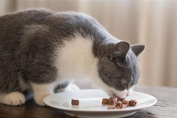 春天猫咪食欲下降如何处理，可以尝试调整饮食结构